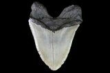 Fossil Megalodon Tooth - + Foot Shark #75537-2
